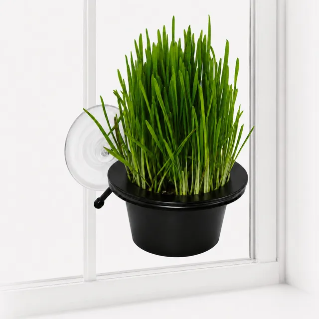 k-h-ez-mount-cat-grass-station-herbe-chat-fen-tre image 1