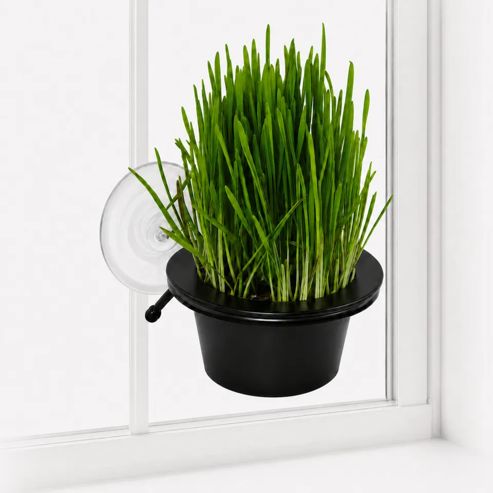k-h-ez-mount-cat-grass-station-herbe-chat-fen-tre image 1