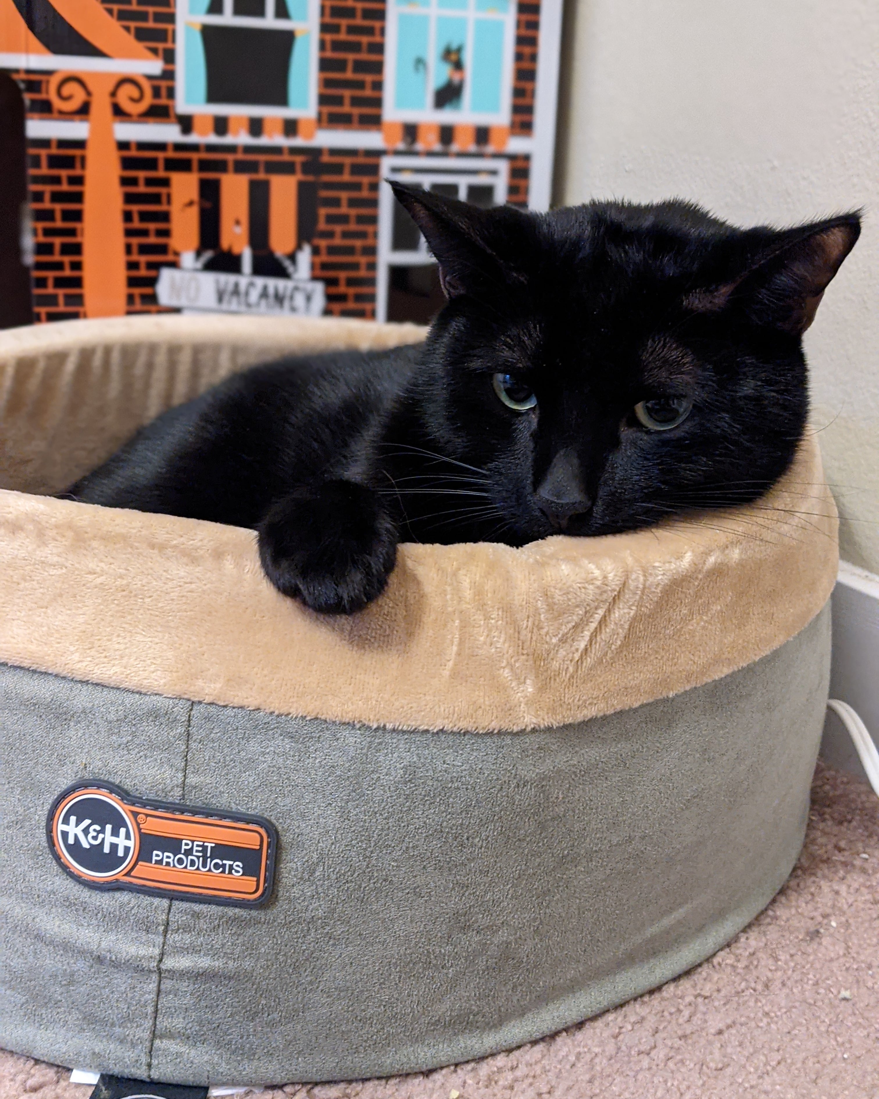 k-h-thermo-kitty-bed-lit-chauffant-chat-mocha-small-16-thermostatique image 1