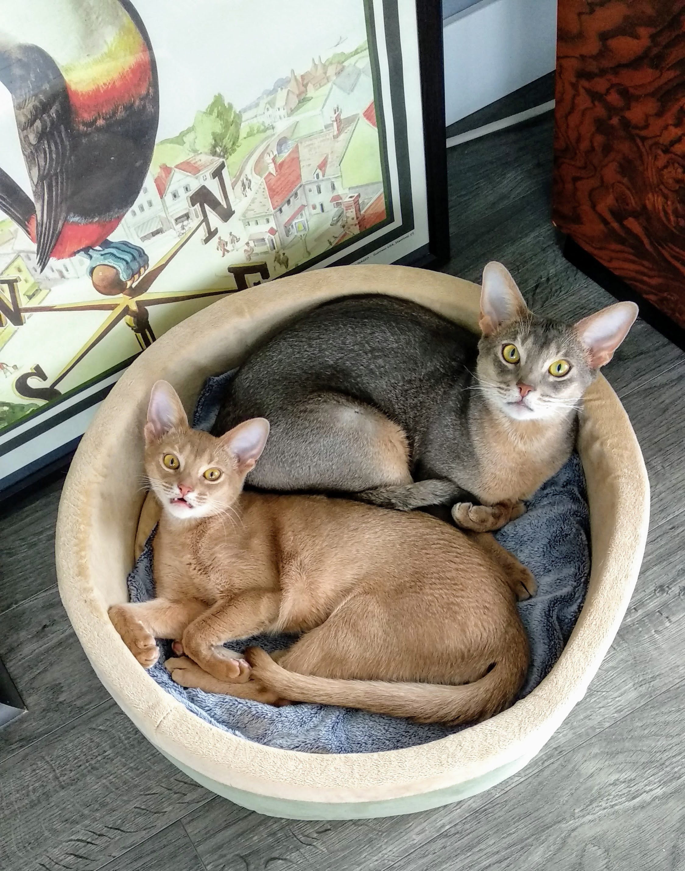 k-h-thermo-kitty-bed-lit-chauffant-chat-mocha-small-16-thermostatique image 8