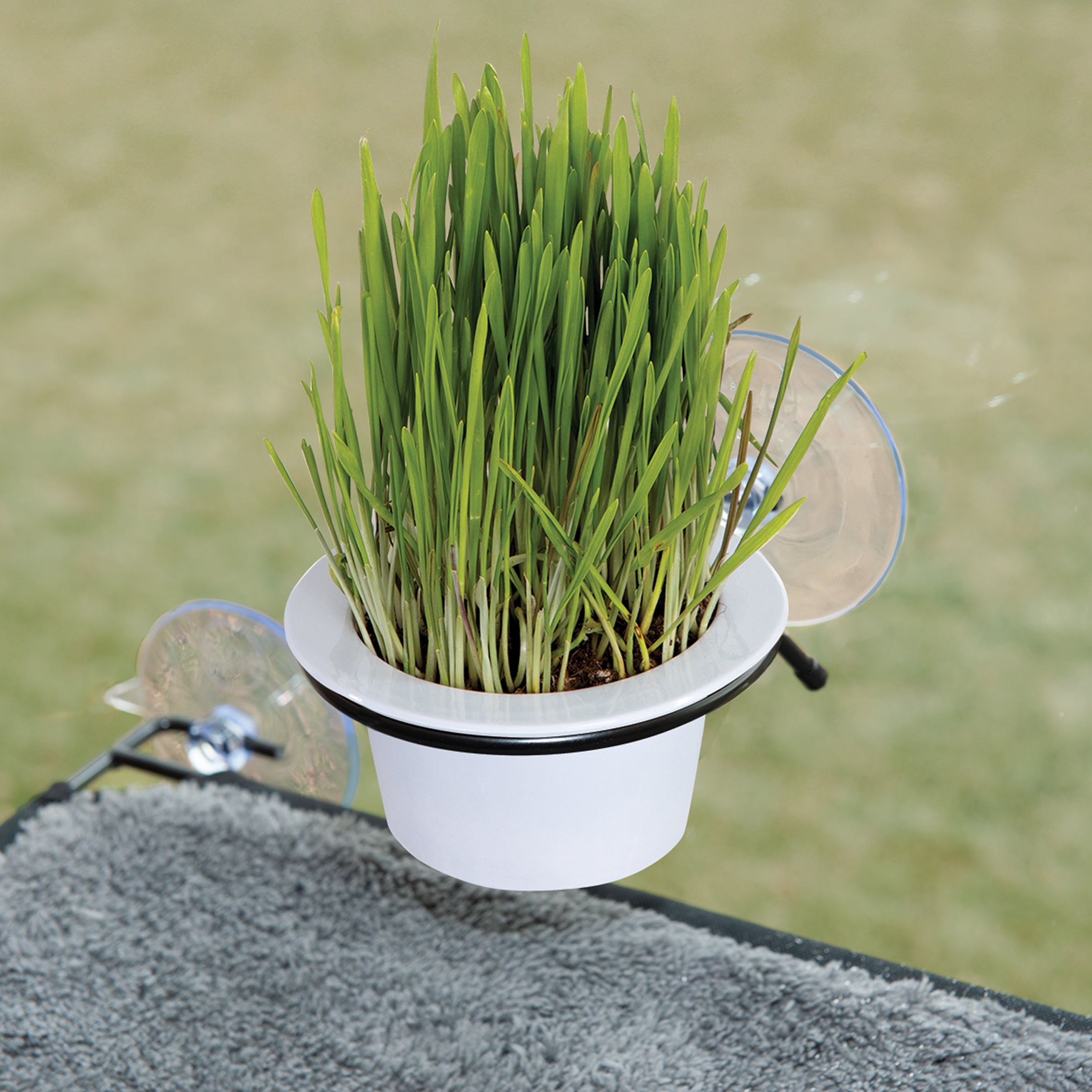 k-h-ez-mount-cat-grass-station-herbe-chat-fen-tre image 8