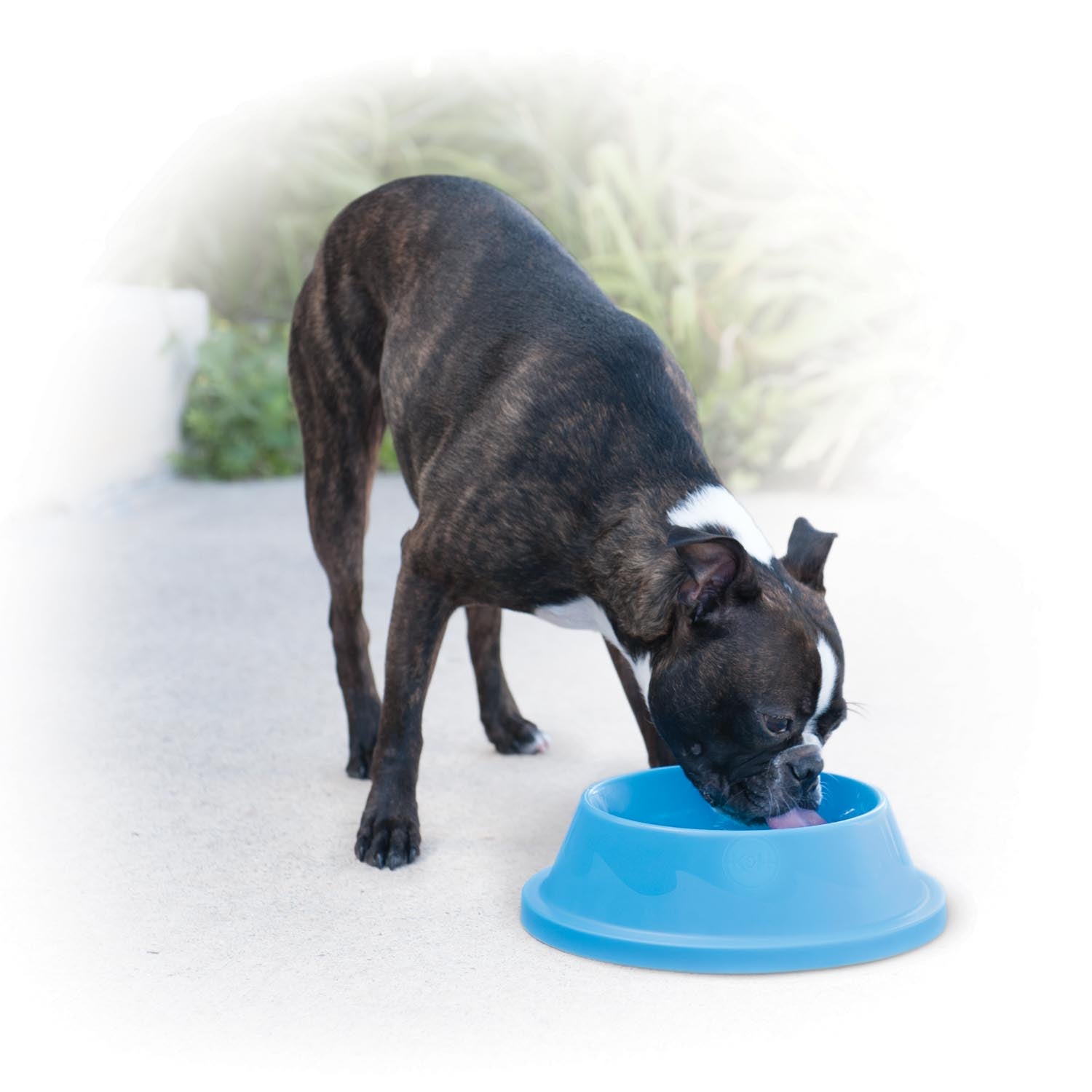 k-h-coolin-bowl-gamelle-rafra-chissante-chien-96oz-bleu image 6