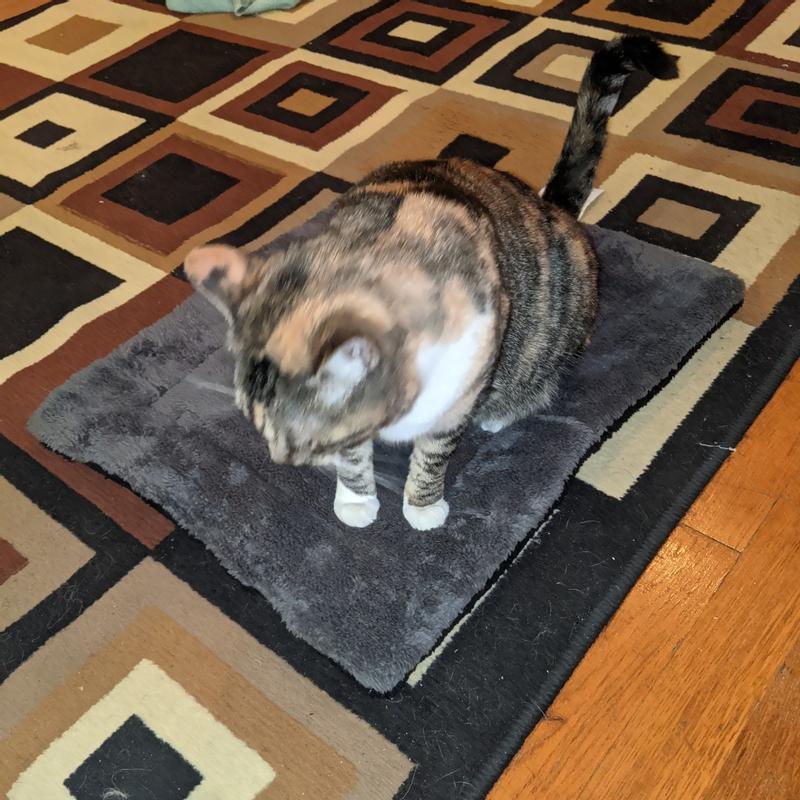 Pour vieux chat