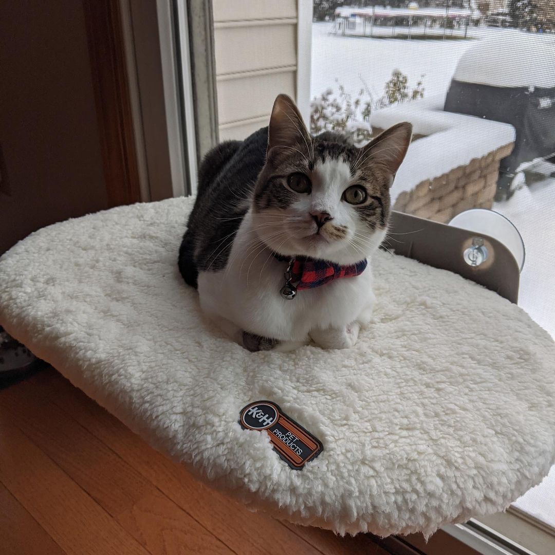 k-h-kitty-sill-hamac-fen-tre-chat-ventouses image 2