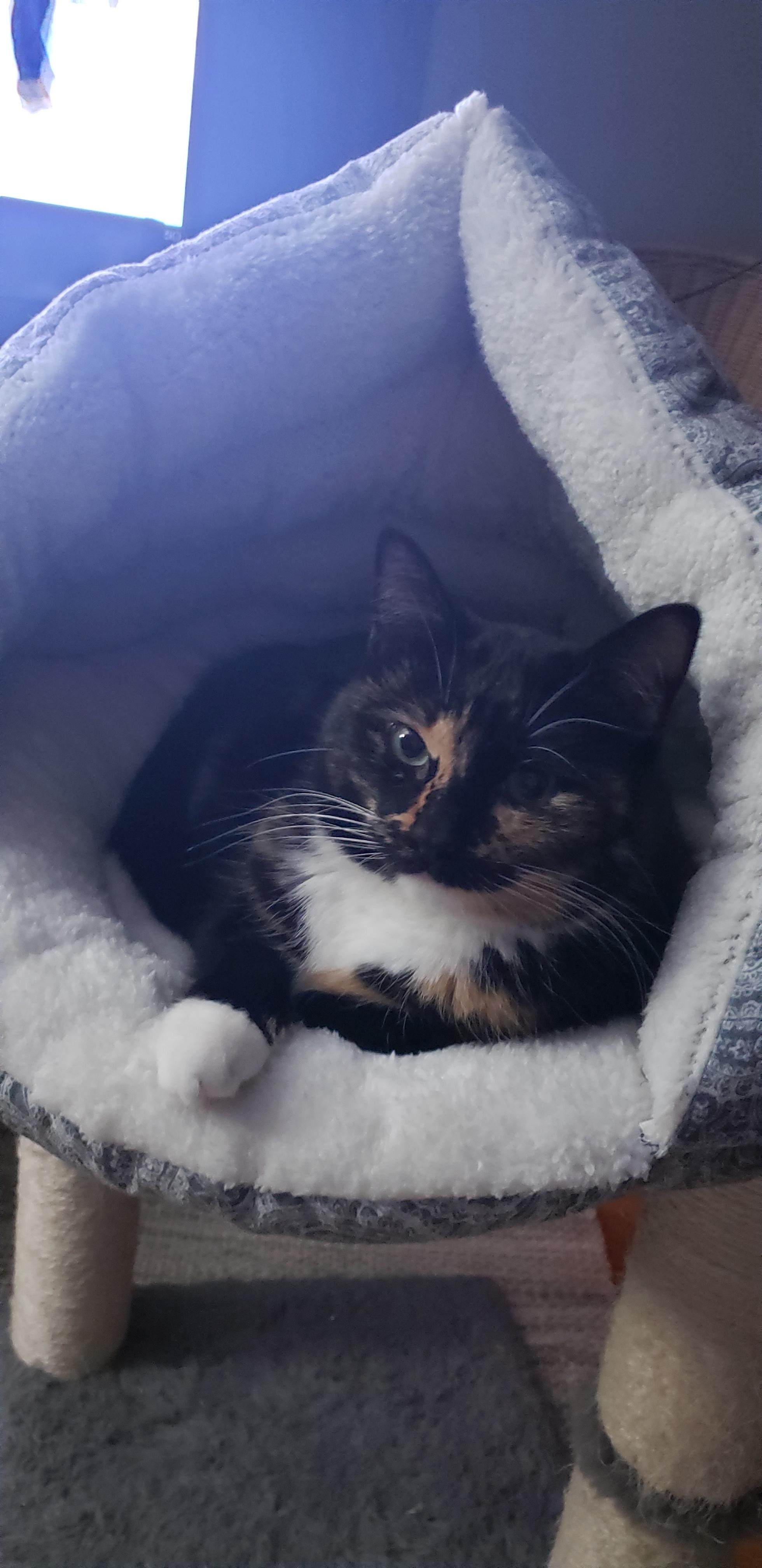 Cachette adoptée