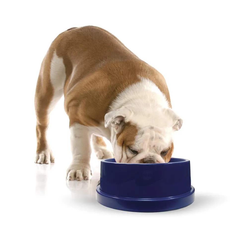 k-h-coolin-bowl-gamelle-rafra-chissante-chien-96oz-bleu image 1