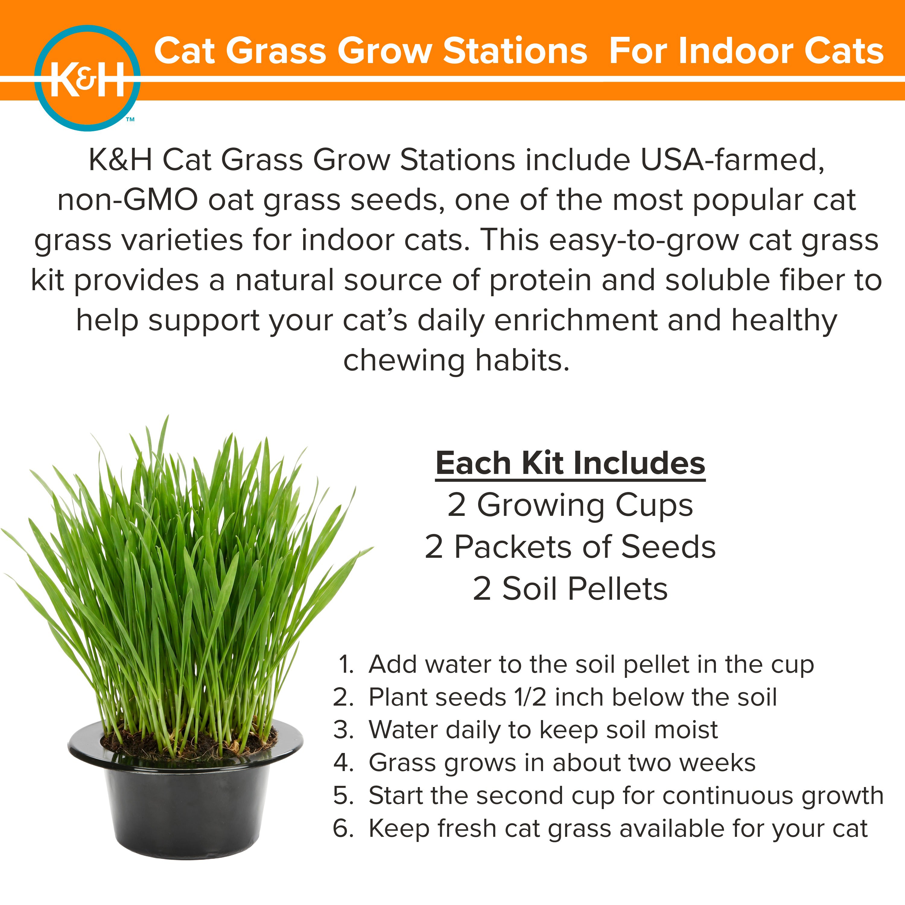 k-h-ez-mount-cat-grass-station-herbe-chat-fen-tre image 6