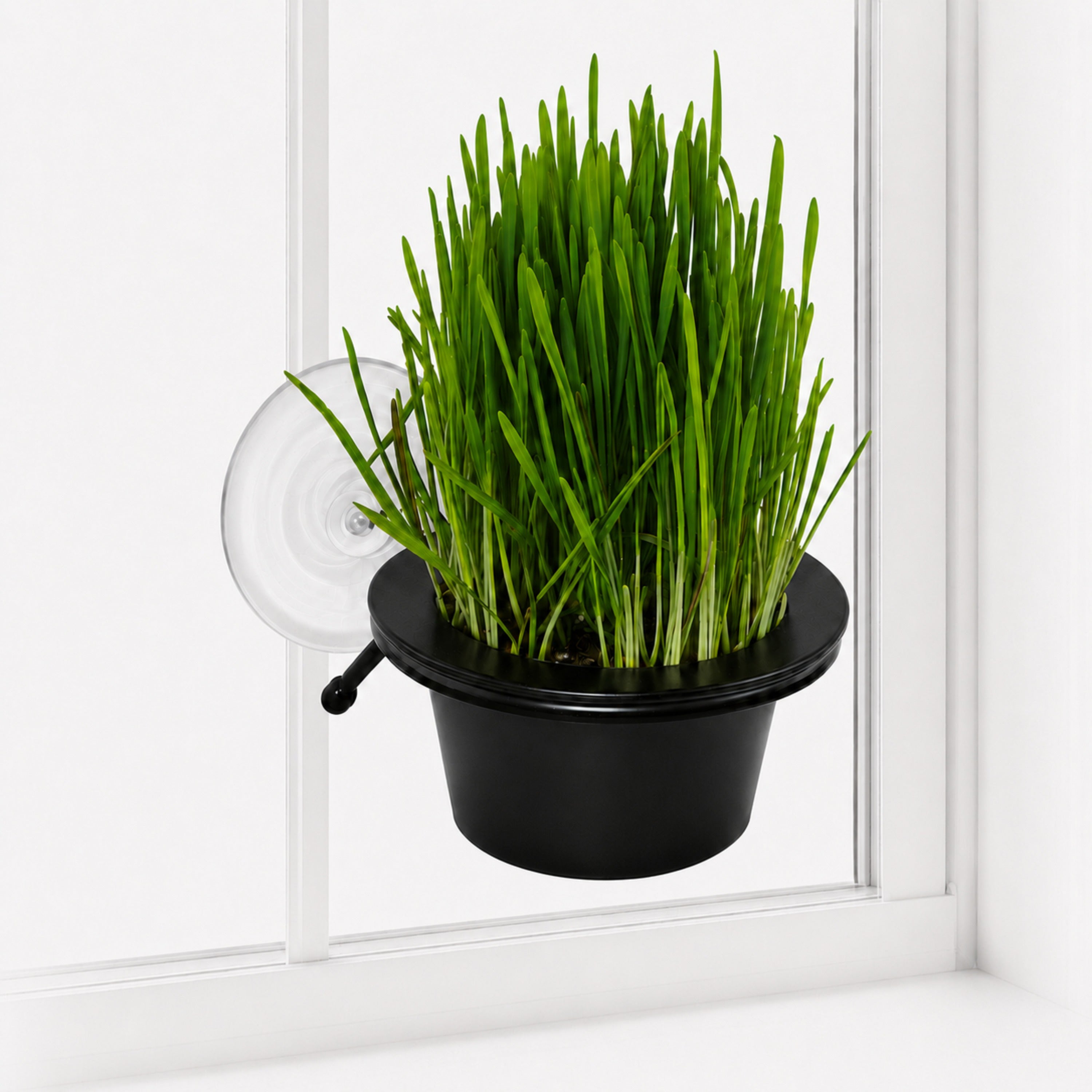 k-h-ez-mount-cat-grass-station-herbe-chat-fen-tre image 1