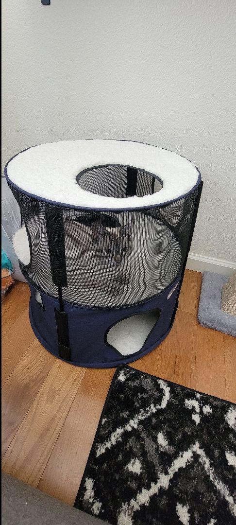 Adoptée