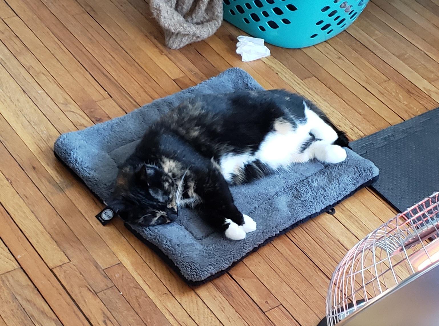 Il dort dessus