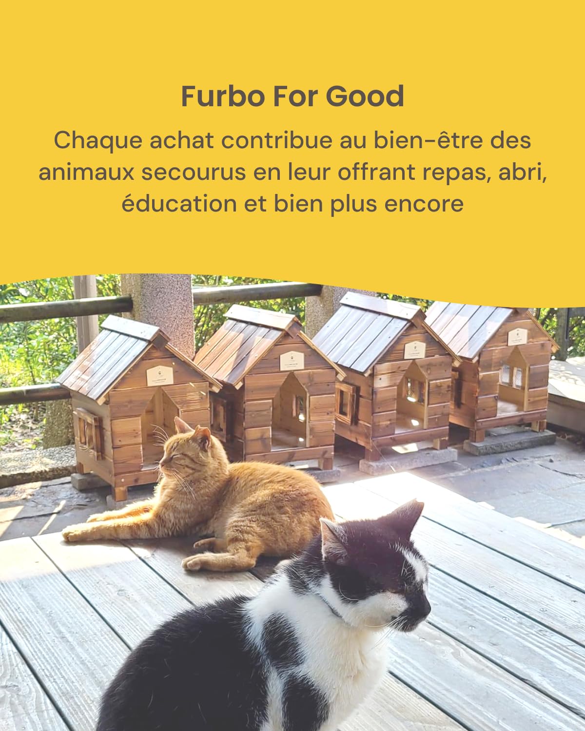 furbo-360-cam-ra-chat-friandises-rotative-1080p image 8